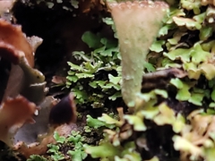 Cladonia chlorophaea