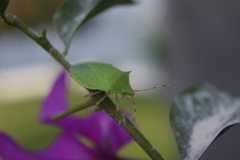 Chlorocoris