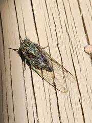 Amphipsalta cingulata