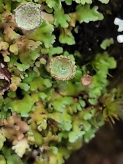 Cladonia chlorophaea