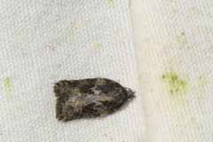 Acleris fuscana