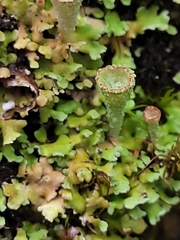 Cladonia chlorophaea