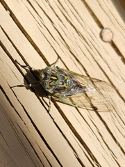 Amphipsalta cingulata