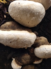 Fomitopsis