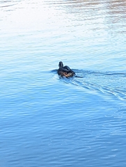 Anas rubripes × platyrhynchos