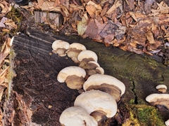 Fomitopsis