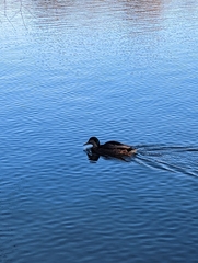 Anas rubripes × platyrhynchos