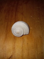 Fulguropsis pyruloides