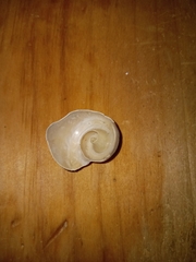 Fulguropsis pyruloides