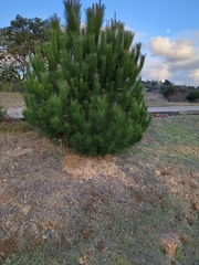 Pinus mugo