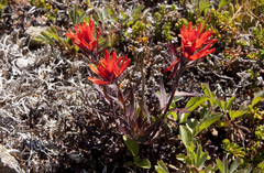 Castilleja rupicola