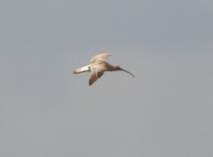 Numenius arquata orientalis