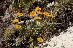 Erigeron aureus