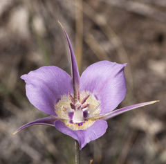 Calochortus macrocarpus