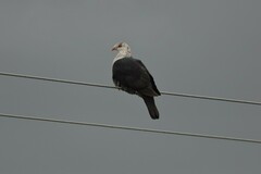 Columba leucomela