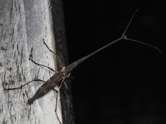 Lasiorhynchus barbicornis