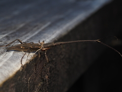 Lasiorhynchus barbicornis