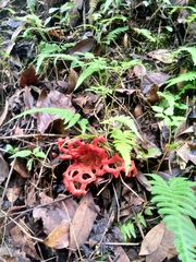 Clathrus crispatus