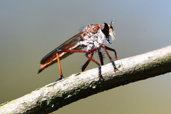 Colepia rufiventris