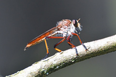 Colepia rufiventris
