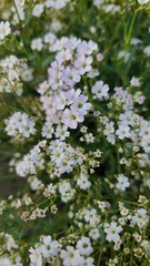 Gypsophila elegans