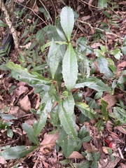 Ardisia cornudentata morrisonensis