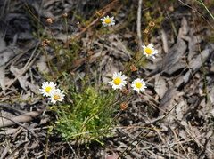 Brachyscome diversifolia
