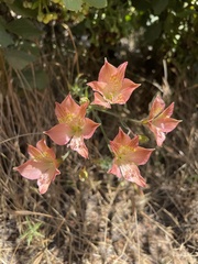 Alstroemeria hookeri