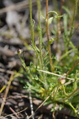 Brachyscome diversifolia