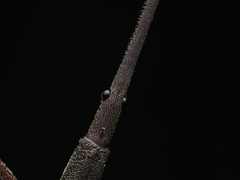 Lasiorhynchus barbicornis