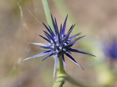 Eryngium ovinum