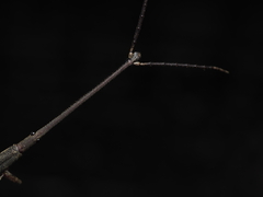 Lasiorhynchus barbicornis