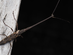 Lasiorhynchus barbicornis