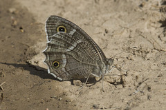 Hipparchia parisatis
