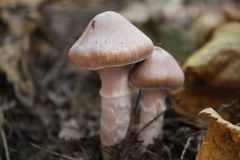 Cortinarius torvus