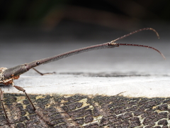 Lasiorhynchus barbicornis