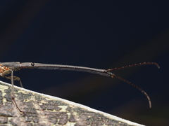 Lasiorhynchus barbicornis