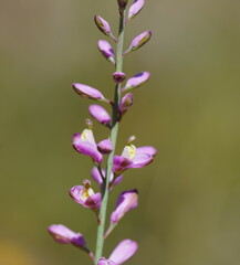Comesperma polygaloides