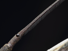 Lasiorhynchus barbicornis