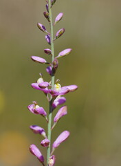 Comesperma polygaloides