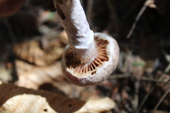 Cortinarius torvus