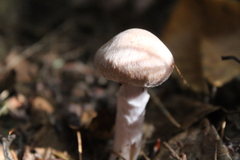 Cortinarius torvus