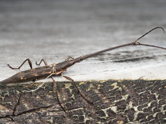 Lasiorhynchus barbicornis