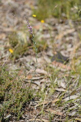 Comesperma polygaloides