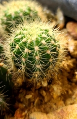 Echinopsis calochlora