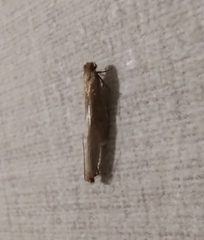 Tineinae