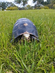 Chelonoidis carbonarius