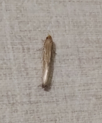 Tineinae