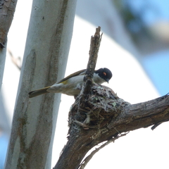 Melithreptus lunatus