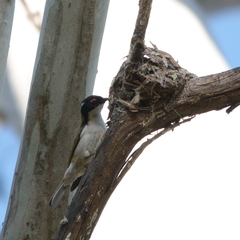 Melithreptus lunatus